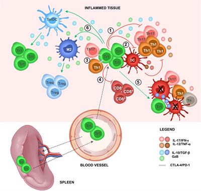 Engineered T Regulatory Type 1 Cells for Clinical Application